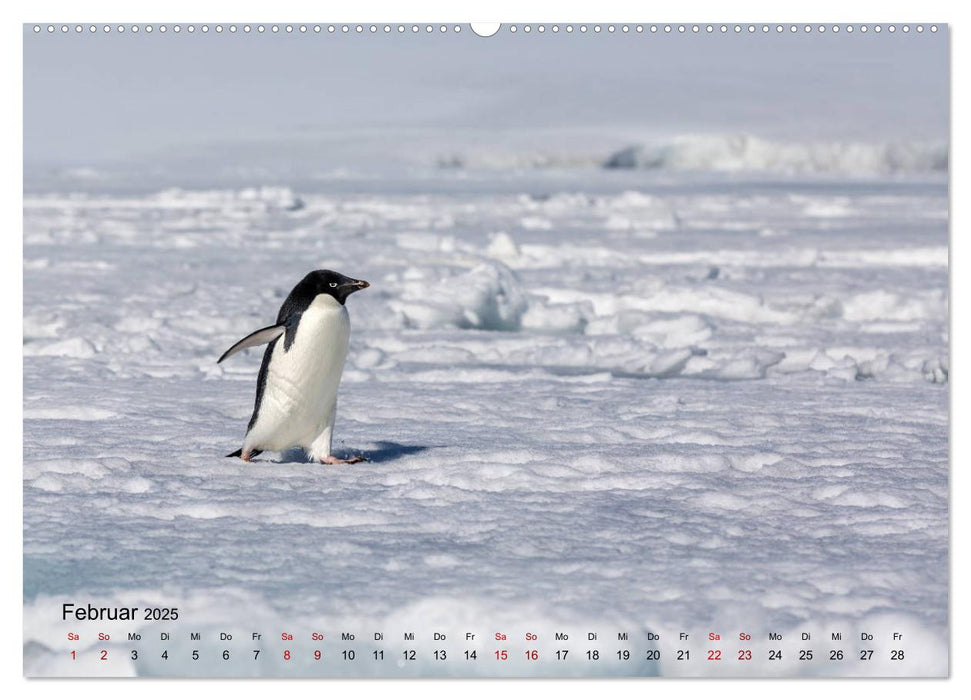 Antarktis, die eisige Heimat der Pinguine (CALVENDO Premium Wandkalender 2025)