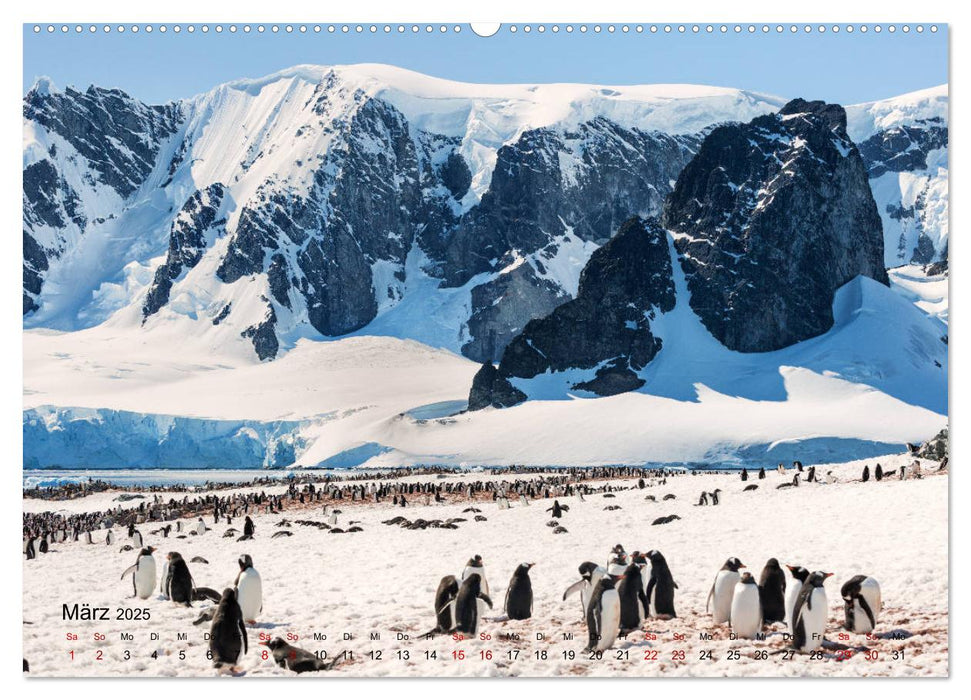 Antarktis, die eisige Heimat der Pinguine (CALVENDO Premium Wandkalender 2025)