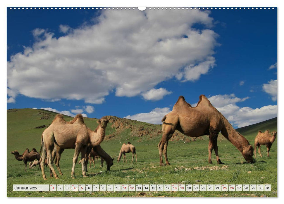 Mongolei Endlose Weite (CALVENDO Premium Wandkalender 2025)