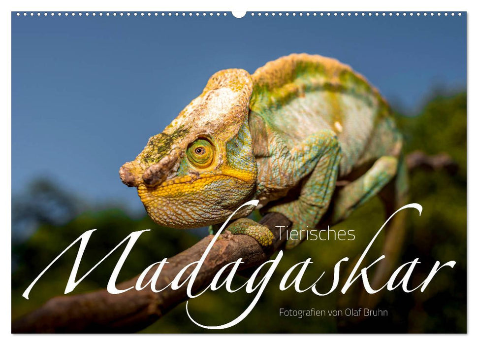 Tierisches Madagaskar (CALVENDO Wandkalender 2025)