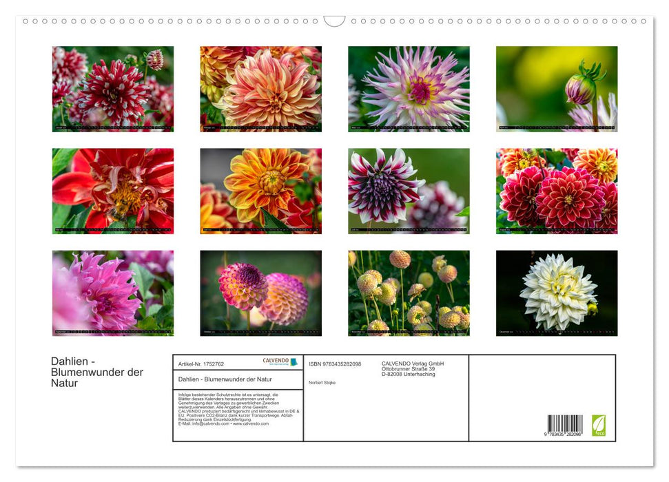 Dahlien - Blumenwunder der Natur (CALVENDO Wandkalender 2025)