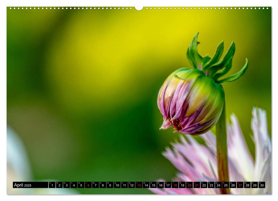 Dahlien - Blumenwunder der Natur (CALVENDO Wandkalender 2025)