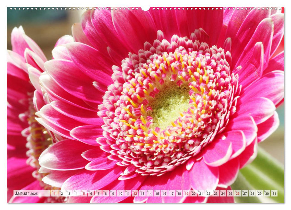 Bunte Gerberas (CALVENDO Wandkalender 2025)