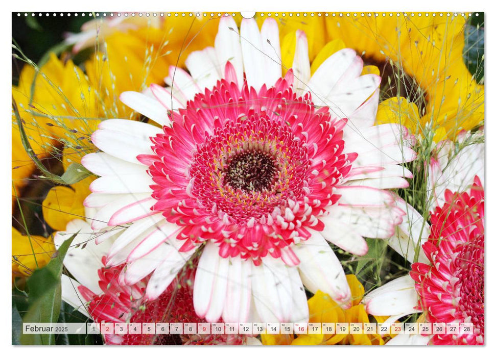 Bunte Gerberas (CALVENDO Wandkalender 2025)