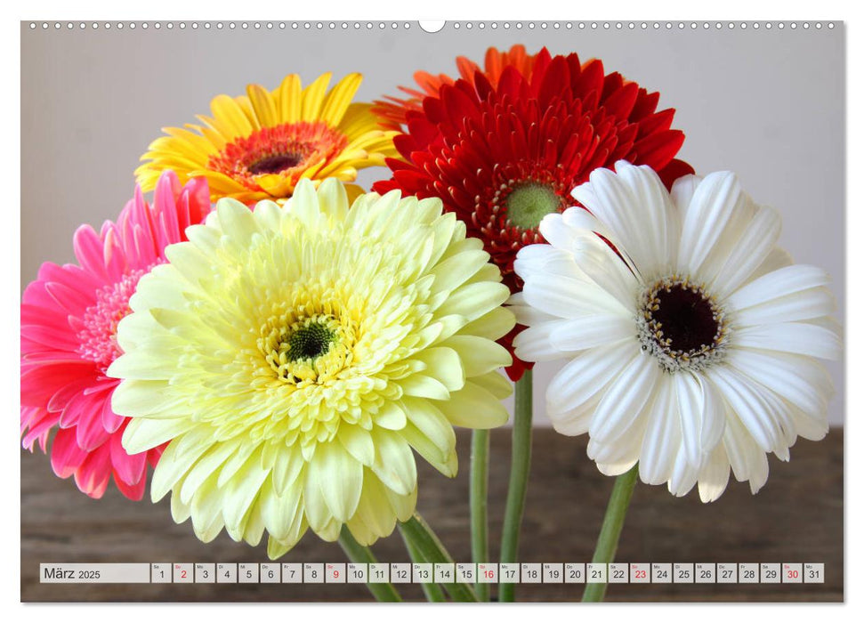 Bunte Gerberas (CALVENDO Wandkalender 2025)