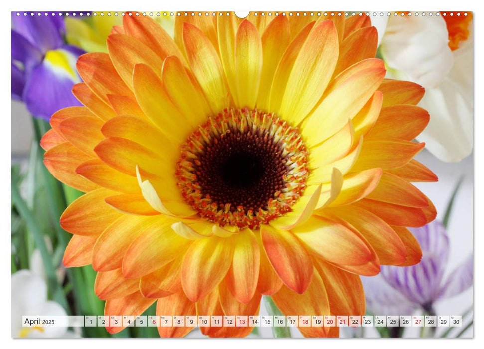 Bunte Gerberas (CALVENDO Wandkalender 2025)