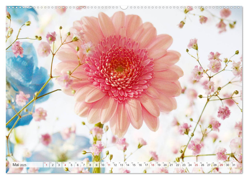 Bunte Gerberas (CALVENDO Wandkalender 2025)