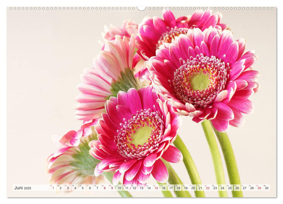 Bunte Gerberas (CALVENDO Wandkalender 2025)