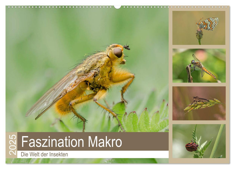 Faszination Makro - Die Welt der Insekten (CALVENDO Wandkalender 2025)