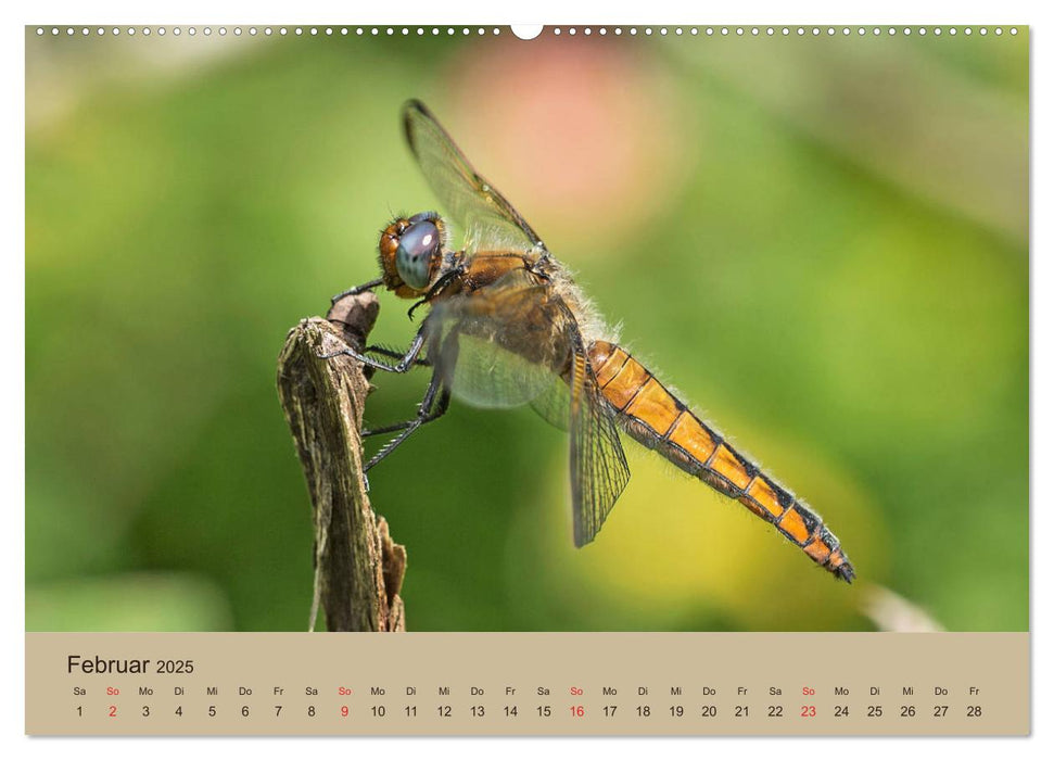 Faszination Makro - Die Welt der Insekten (CALVENDO Wandkalender 2025)