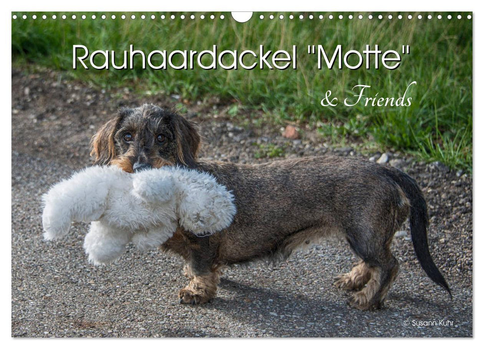 Rauhaardackel Motte & Friends (CALVENDO Wandkalender 2025)