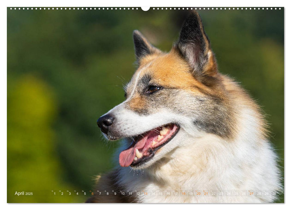 Islandhunde im Portrait (CALVENDO Premium Wandkalender 2025)