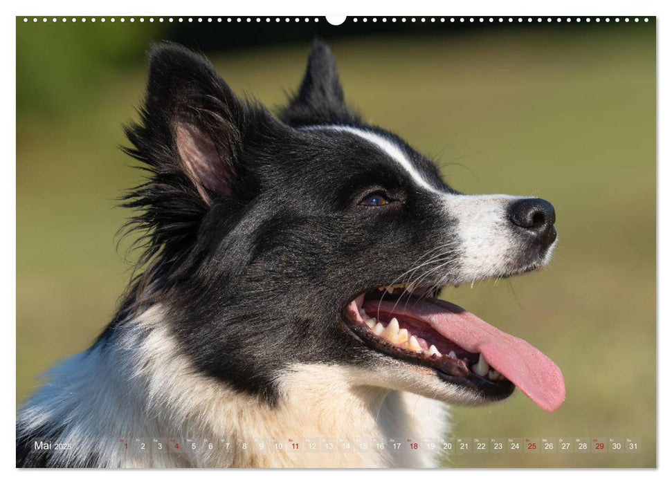 Islandhunde im Portrait (CALVENDO Premium Wandkalender 2025)