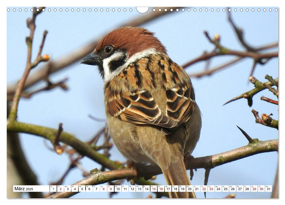 Vogelkalender (CALVENDO Wandkalender 2025)