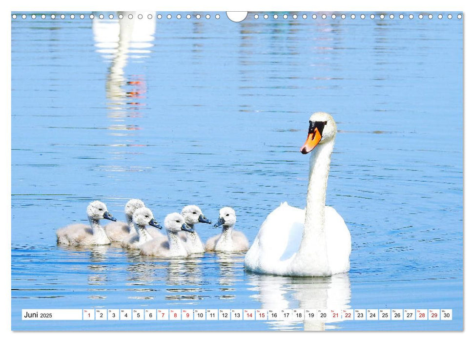 Vogelkalender (CALVENDO Wandkalender 2025)