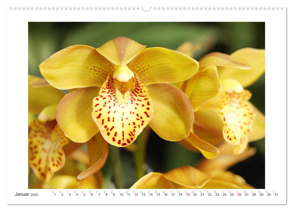 Orchideen Feuerwerk der Farben (CALVENDO Premium Wandkalender 2025)