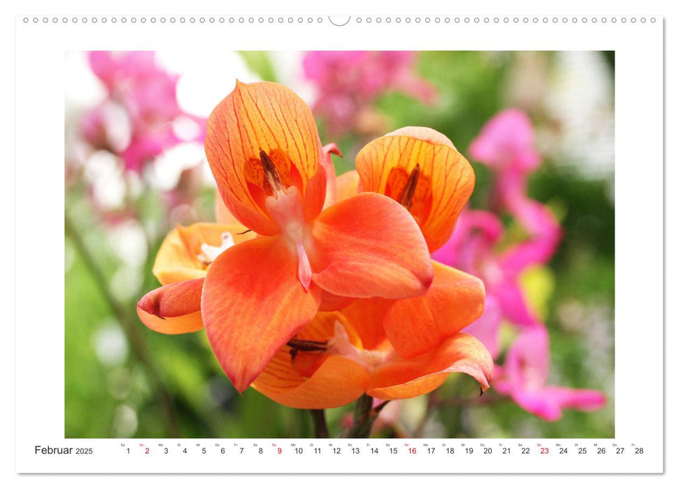 Orchideen Feuerwerk der Farben (CALVENDO Premium Wandkalender 2025)