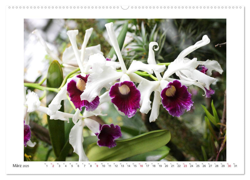 Orchideen Feuerwerk der Farben (CALVENDO Premium Wandkalender 2025)