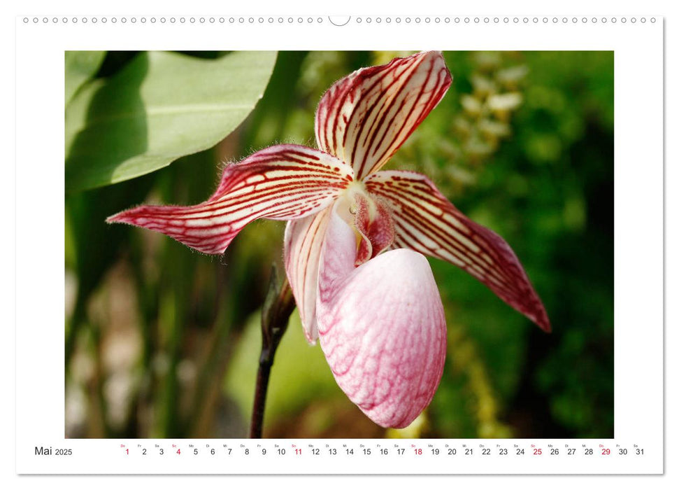 Orchideen Feuerwerk der Farben (CALVENDO Premium Wandkalender 2025)