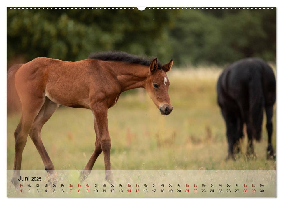 Pferdezauber 2025 (CALVENDO Premium Wandkalender 2025)