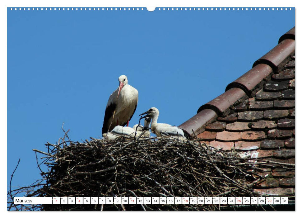 Perlen am Bodensee (CALVENDO Premium Wandkalender 2025)