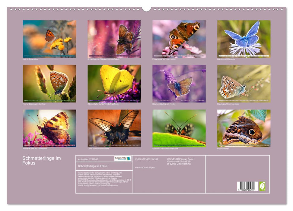 Schmetterlinge im Fokus (CALVENDO Wandkalender 2025)