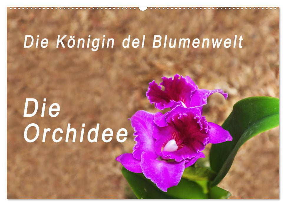 Die Königin der Blumenwelt, die Orchidee (CALVENDO Wandkalender 2025)