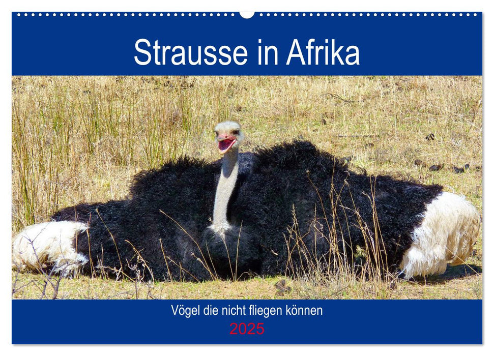 Strausse in Afrika (CALVENDO Wandkalender 2025)