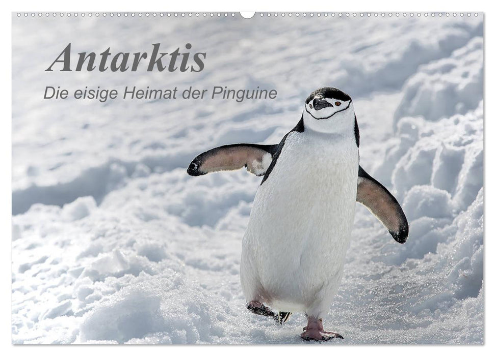 Antarktis, die eisige Heimat der Pinguine (CALVENDO Wandkalender 2025)