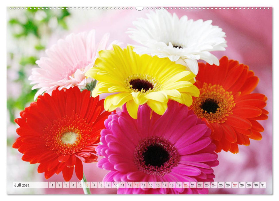 Bunte Gerberas (CALVENDO Premium Wandkalender 2025)