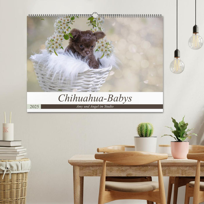 Chihuahua-Babys - Amy und Angel im Studio (CALVENDO Wandkalender 2025)