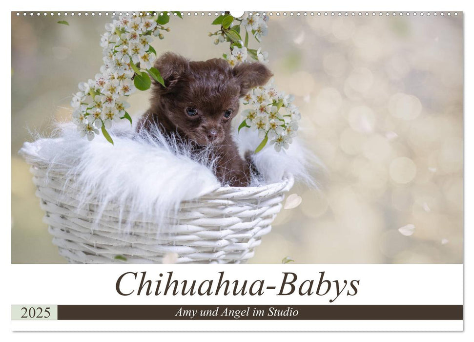 Chihuahua-Babys - Amy und Angel im Studio (CALVENDO Wandkalender 2025)