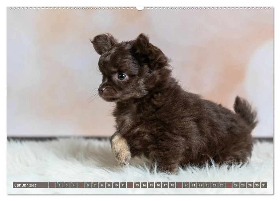 Chihuahua-Babys - Amy und Angel im Studio (CALVENDO Wandkalender 2025)