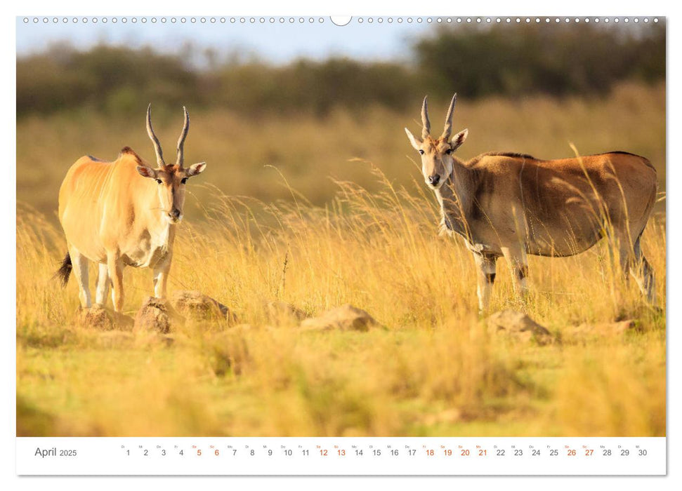 Safari Kenia (CALVENDO Premium Wandkalender 2025)