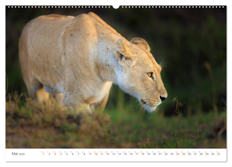 Safari Kenia (CALVENDO Premium Wandkalender 2025)