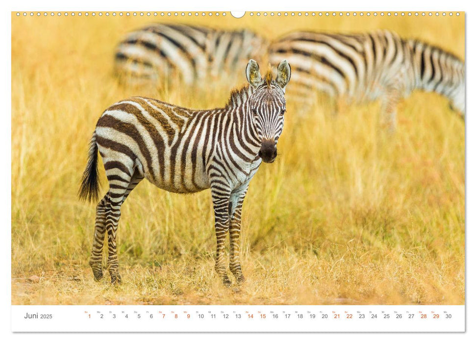 Safari Kenia (CALVENDO Premium Wandkalender 2025)