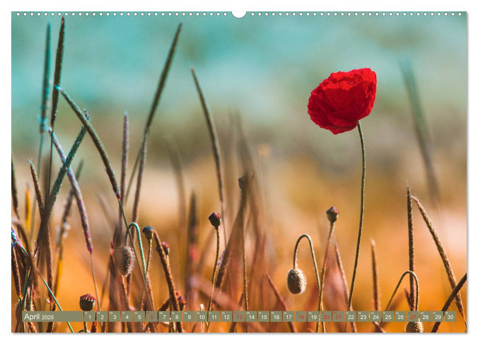 Mohnblumen - Fotografie mit Magie (CALVENDO Wandkalender 2025)