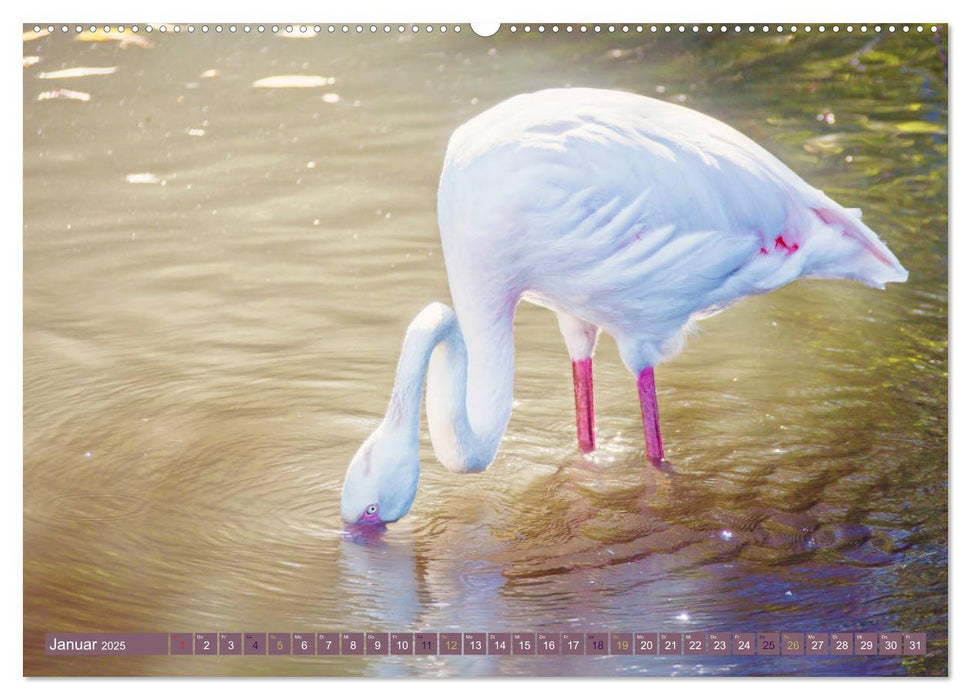 Flamingos - imposante Schönheiten (CALVENDO Wandkalender 2025)
