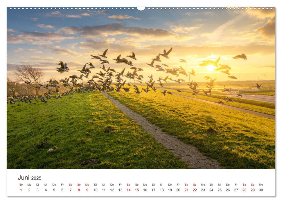 Streifzug entlang der Nordseeküste (CALVENDO Wandkalender 2025)