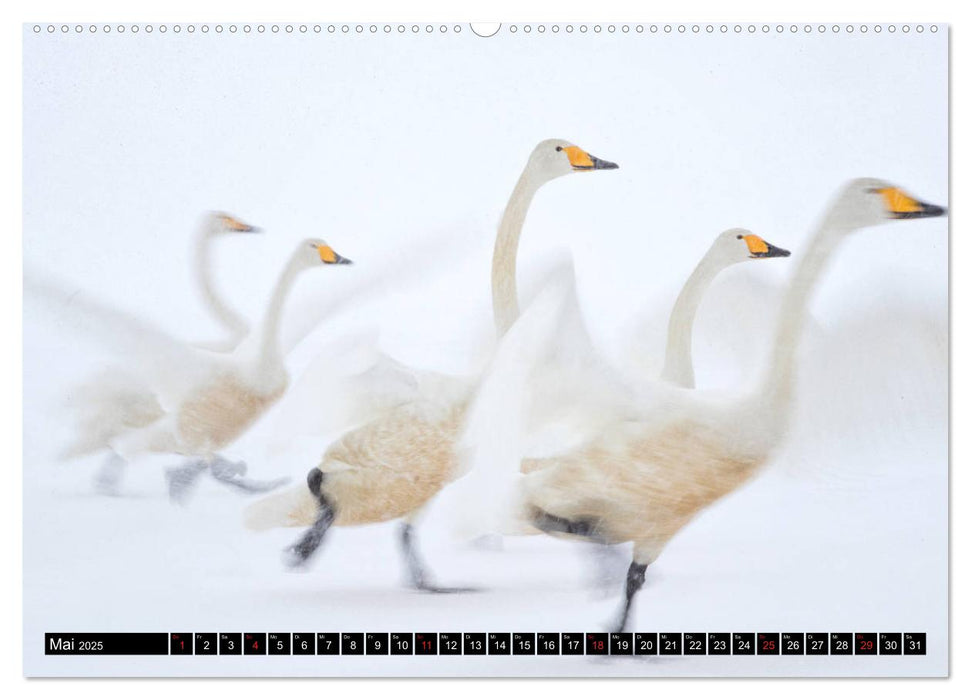 Japanische Vogelwelt im Winter (CALVENDO Premium Wandkalender 2025)