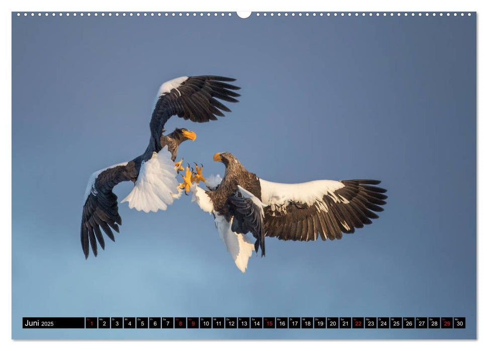 Japanische Vogelwelt im Winter (CALVENDO Premium Wandkalender 2025)