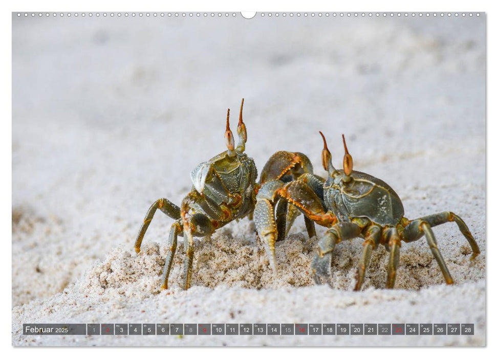 Seychellen - Das letzte Paradies auf Erden (CALVENDO Wandkalender 2025)