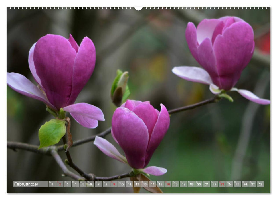 Fernöstlicher Zauber Japanischer Garten Leverkusen (CALVENDO Premium Wandkalender 2025)