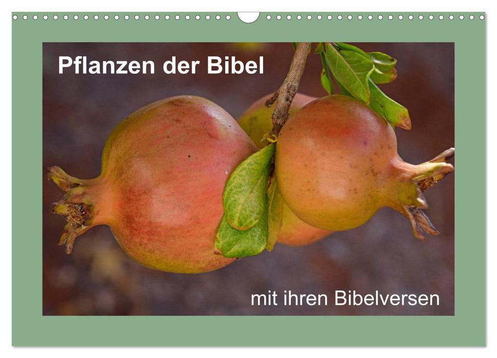 Pflanzen der Bibel (CALVENDO Wandkalender 2025)