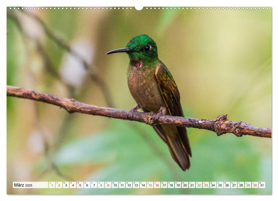 Kolibris - Edelsteine der Lüfte (CALVENDO Premium Wandkalender 2025)