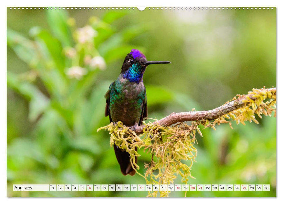 Kolibris - Edelsteine der Lüfte (CALVENDO Premium Wandkalender 2025)