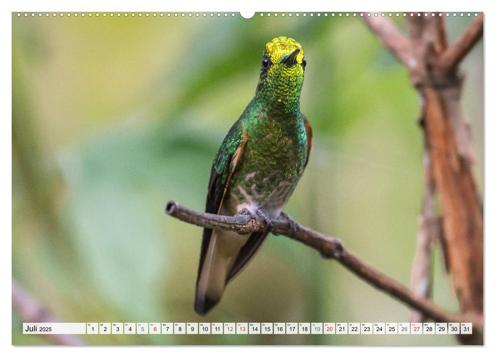 Kolibris - Edelsteine der Lüfte (CALVENDO Premium Wandkalender 2025)