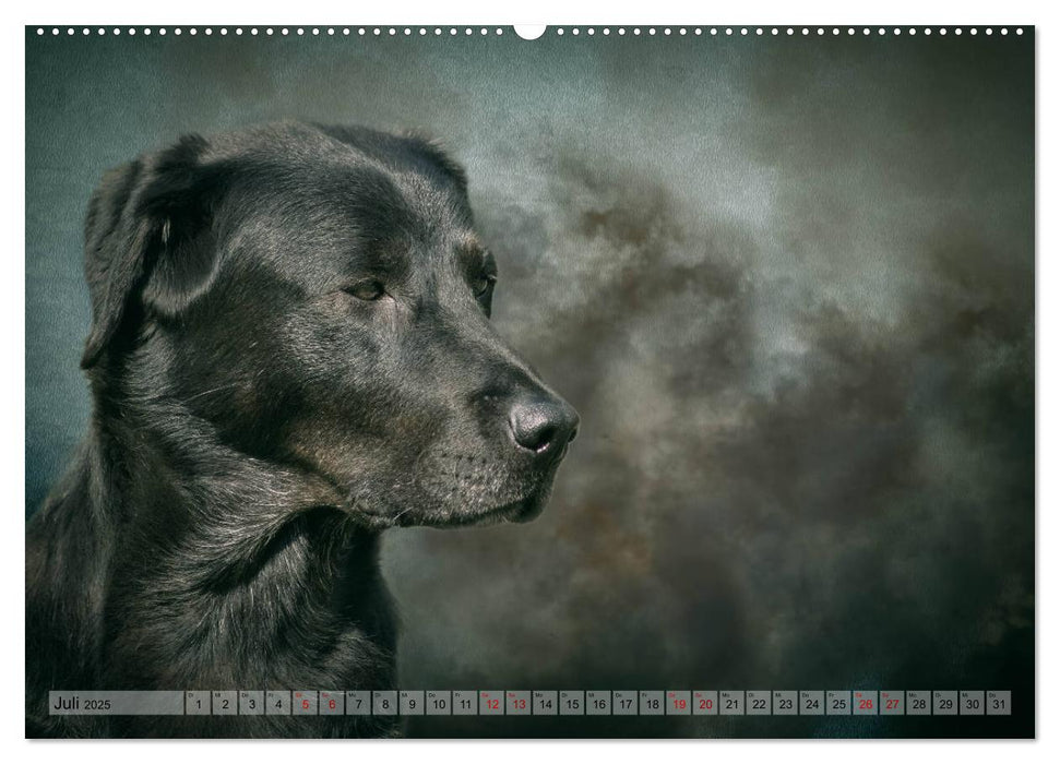 Jagdhunde im Portrait (CALVENDO Premium Wandkalender 2025)