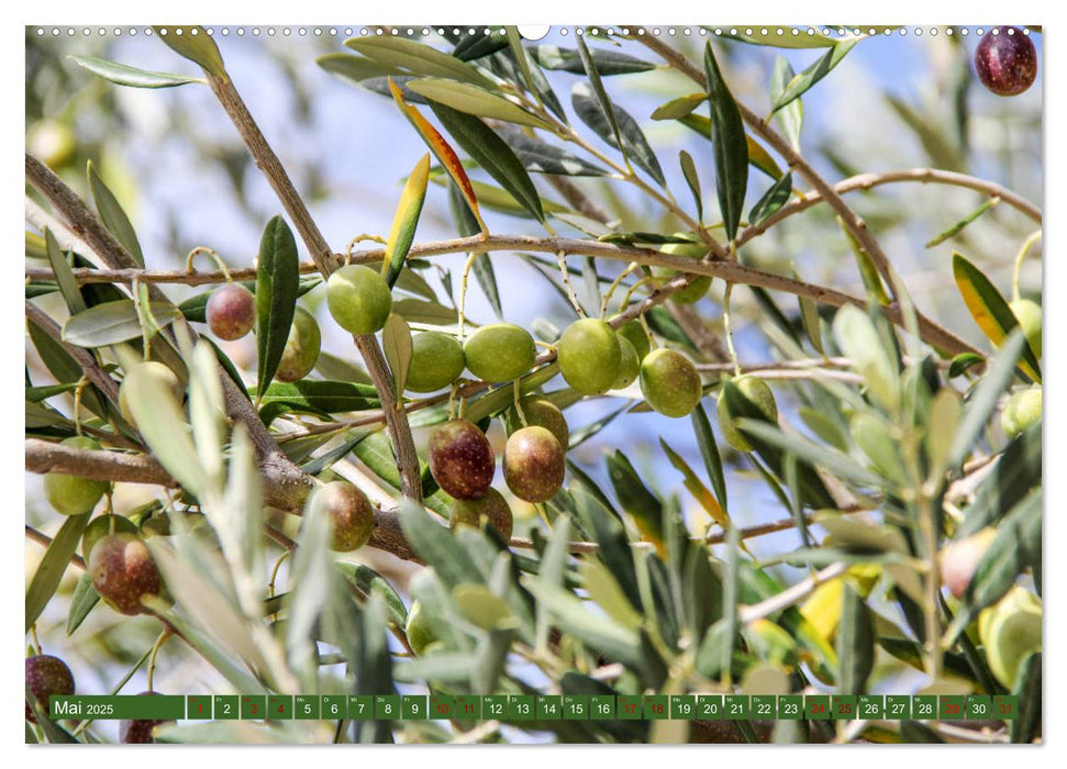 Inselwelt Cres & Losinj (CALVENDO Premium Wandkalender 2025)