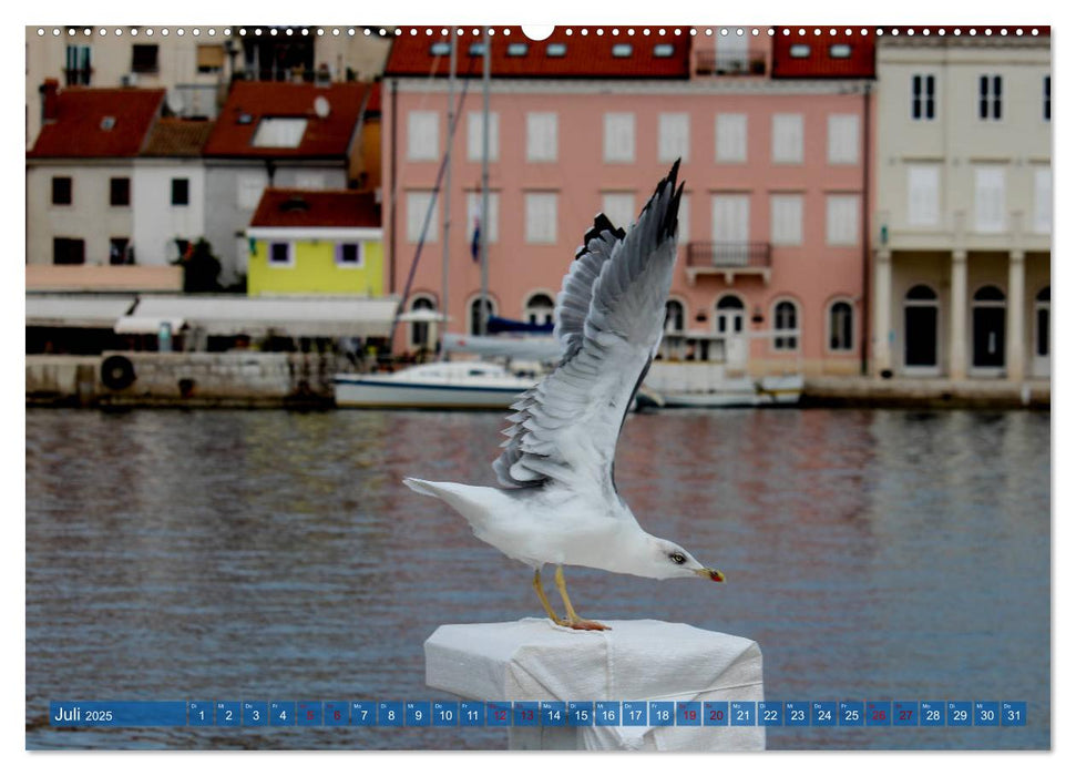 Inselwelt Cres & Losinj (CALVENDO Premium Wandkalender 2025)